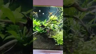 Scalare aquarium
