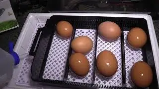 12 Egg Automatic Digital Household Incubator Hatcher for Chicken Poultry unpack