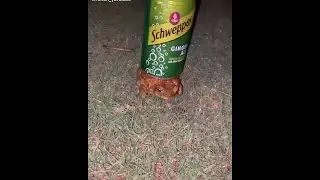 gingerfrog