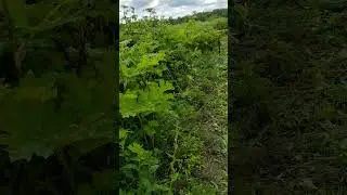 Второй год борьбы с борщевиком Сосновского. Обзор участка.