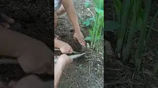 Luyang dilaw kung tawagin