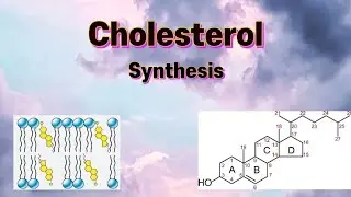 Cholesterol synthesis #metabolism #lipids #cholesterol
