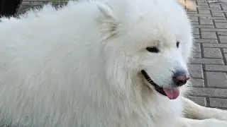 🐕меня любят, как оказалось😄//Прогулка в ожидании сына//Сняли мерки//Зашли в Фикспрайс
