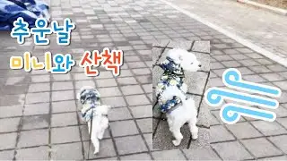 추운 겨울 미니와 산책하기! [딸기티비]