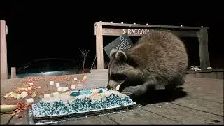 Happy 9th Birthday Dog Face Raccoon