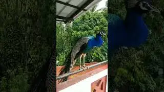 Peacock Close up video