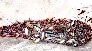 Fishing, Ngachik yam farehe..