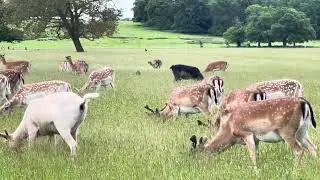 A herd of deer 🦌 🫎🫎🦌