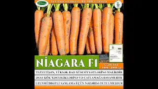 Niagara F1