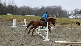 Mondeuse Jumping 12022023