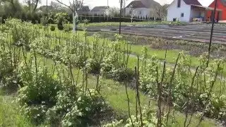 Ремонтантная малина на второй год.framboesas remontant remontant raspberries