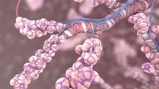 How The Oxygen You Breathe Gets Delivered to the Cells of Your Body