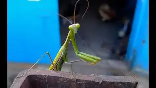 Богомолы в Беларуси уже не редкость. Praying mantis is no longer a rarity in Belarus