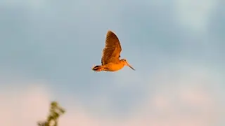 Spring. Hunting for Woodcock
