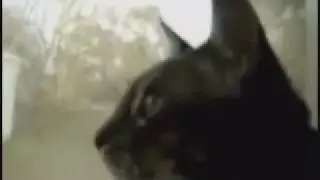 Rammstain cats
