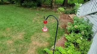 Hummingbirds