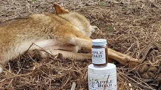 Coyote Trapping with Apple Road Bait