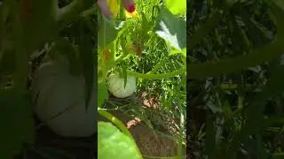 My very own pumpkin patch! #garden #gardening #backyardgardening #homesteading #growyourown #shorts