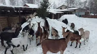 Наши козы отмечают только старый Новый год