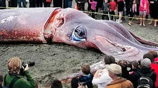 Strangest Things Washed Up on Beaches!