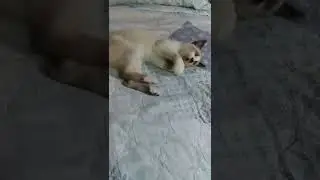 Gente olha que lindo exemplar de felino não  ?