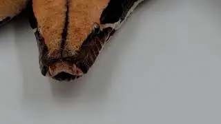 Female Oddball Holdback