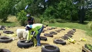 Planting WATERMELON In The Melon Patch
