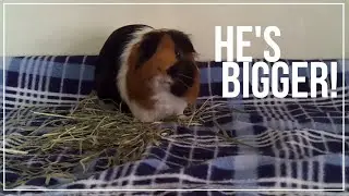 Ollie the Guinea Pig Is Growing Up! His Personality and Adult Coat
