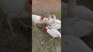 Rooster calling to his sons to drink  water #youtube #youtubeshorts #viralvideo
