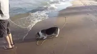 Corgi scared of  
