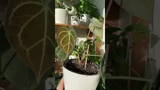 Антуриум после обрезки выдал 3 точки роста 😍 #комнатныерастения #антуриум #plants #цветы