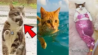 Los Bruschimichis 😹 | 10 Horas con los GATOS MÁS DIVERTIDOS del MES — Ríe Sin Parar con Sus Locuras