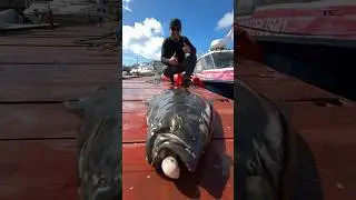 Палтус 25 кг