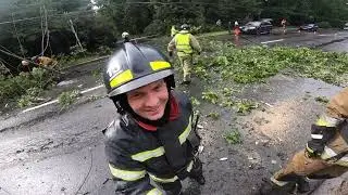 Как дерево победило проспект
