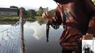 mancing di belakang rumah hasil nya lumayan (casting gabus/haruan)
