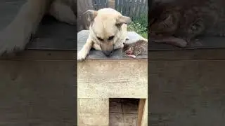 Одна сосиска на двоих