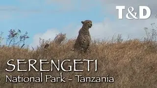 Serengeti National Park 🇹🇿 Africa Wildlife Documentary - Travel And Discover
