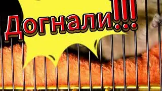 Degu "Грызунья"