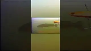 Ловля форели зимой на vib #рыбалка  #форель #зима  #fishing