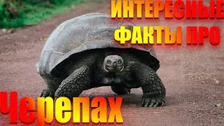 Interesting facts about turtles