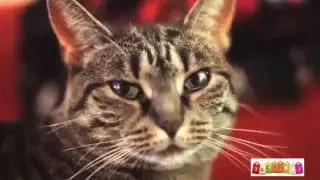 коты подборка, приколы с котами.