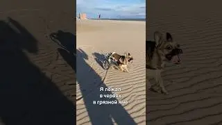 Я - та самая собачка с логотипа фонда «Леона»♿️ Я никогда не буду ходить!
