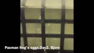 Pacman frog tadpoles. Forming embrio