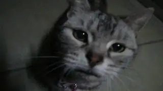 Homeless Cat　ホームレス猫