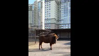 В гостях у Ивановского зоопарка