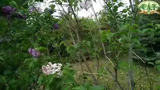Открытие Дендросада имени Г.И. Гензе в Омске 