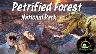 Petrified Forest: The mystery revealed