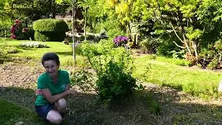 Hortensja ogrodowa Otaksa co roku kwitnąca na niebiesko. Przycinanie i pielęgnacja.
