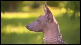 Мексиканская голая