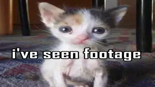 Cats Have Seen Footage